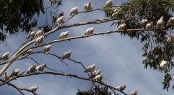 Branches bending from long-billed corellas